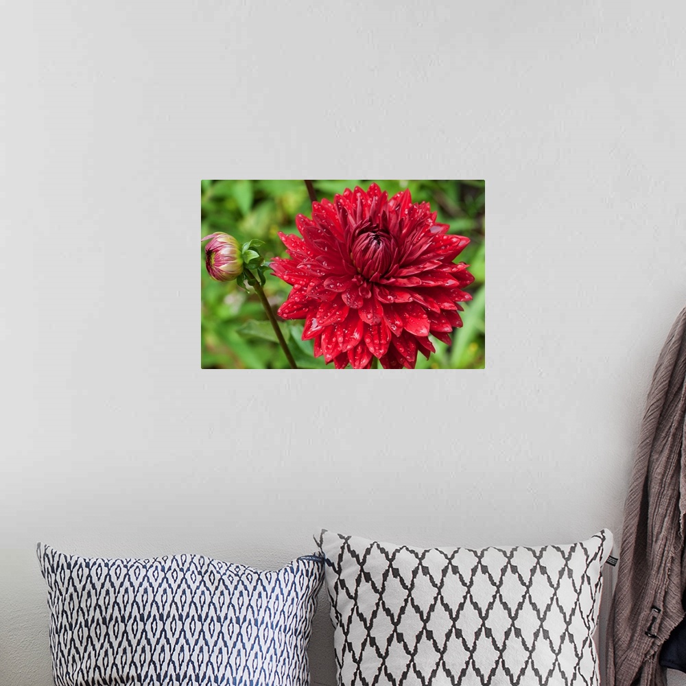 A bohemian room featuring A large red dahlia flower and bud covered in water drops.