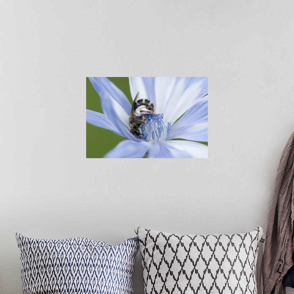 A bohemian room featuring A mellisodes bee collecting pollen and drinking nectar from a common chicory flower. McClennen Pa...