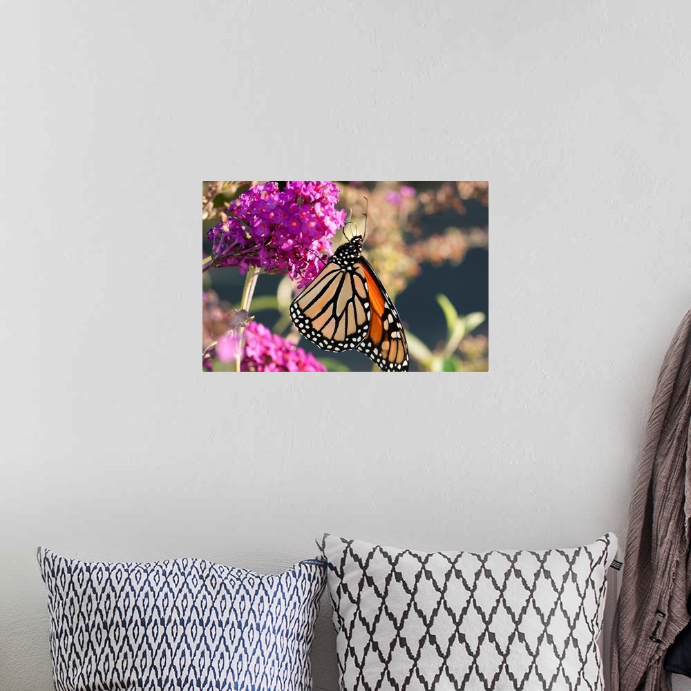 A bohemian room featuring A monarch butterfly, Danaus plexxipus, visiting butterfly bush flowers, Buddleia davidii.