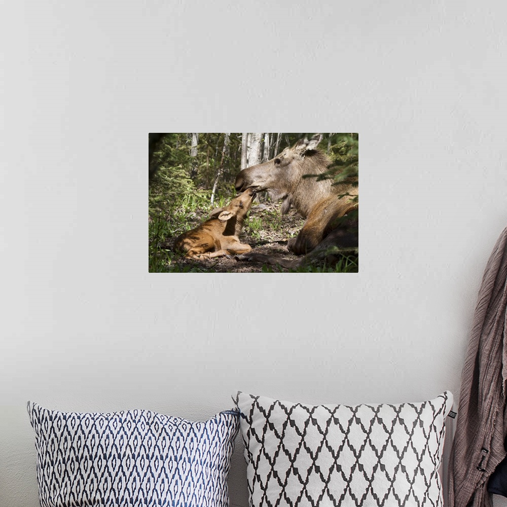A bohemian room featuring A New Moose Calf Nuzzles Her Mom As They Lay In The Woods Near Cheney Lake, Anchorage, Southcentr...