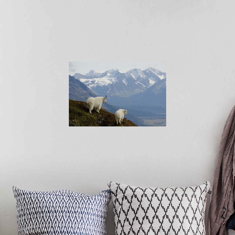 A bohemian room featuring A Nanny & Kid Mountain Goat Stand On A Ridge With The Scenic Kenai Mountains In The Background Du...
