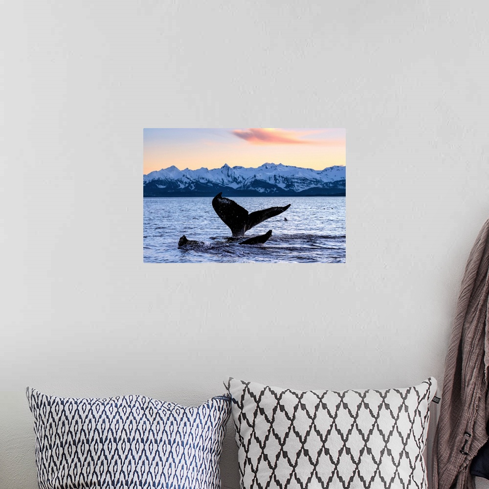 A bohemian room featuring A pair of Humpback Whale tails as they dive beneath the surface, Lynn Canal, Alaska