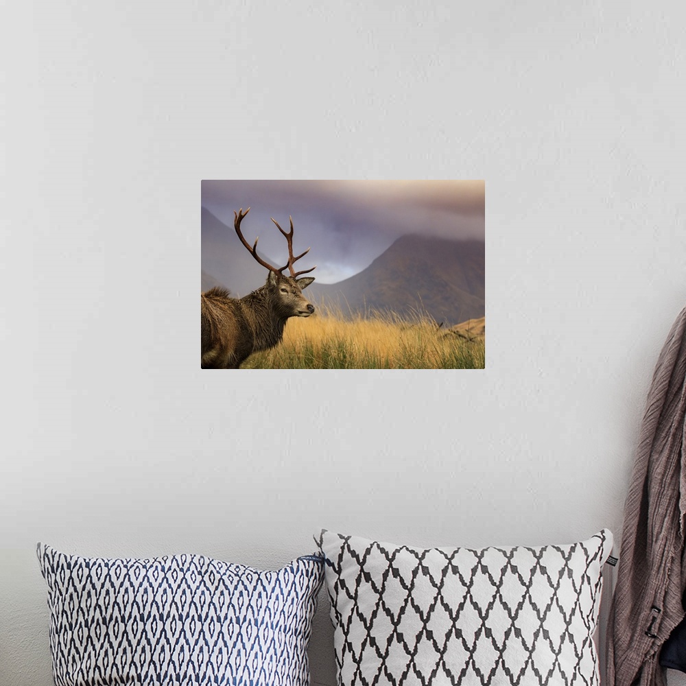 A bohemian room featuring A red deer stag in Glen Etive.