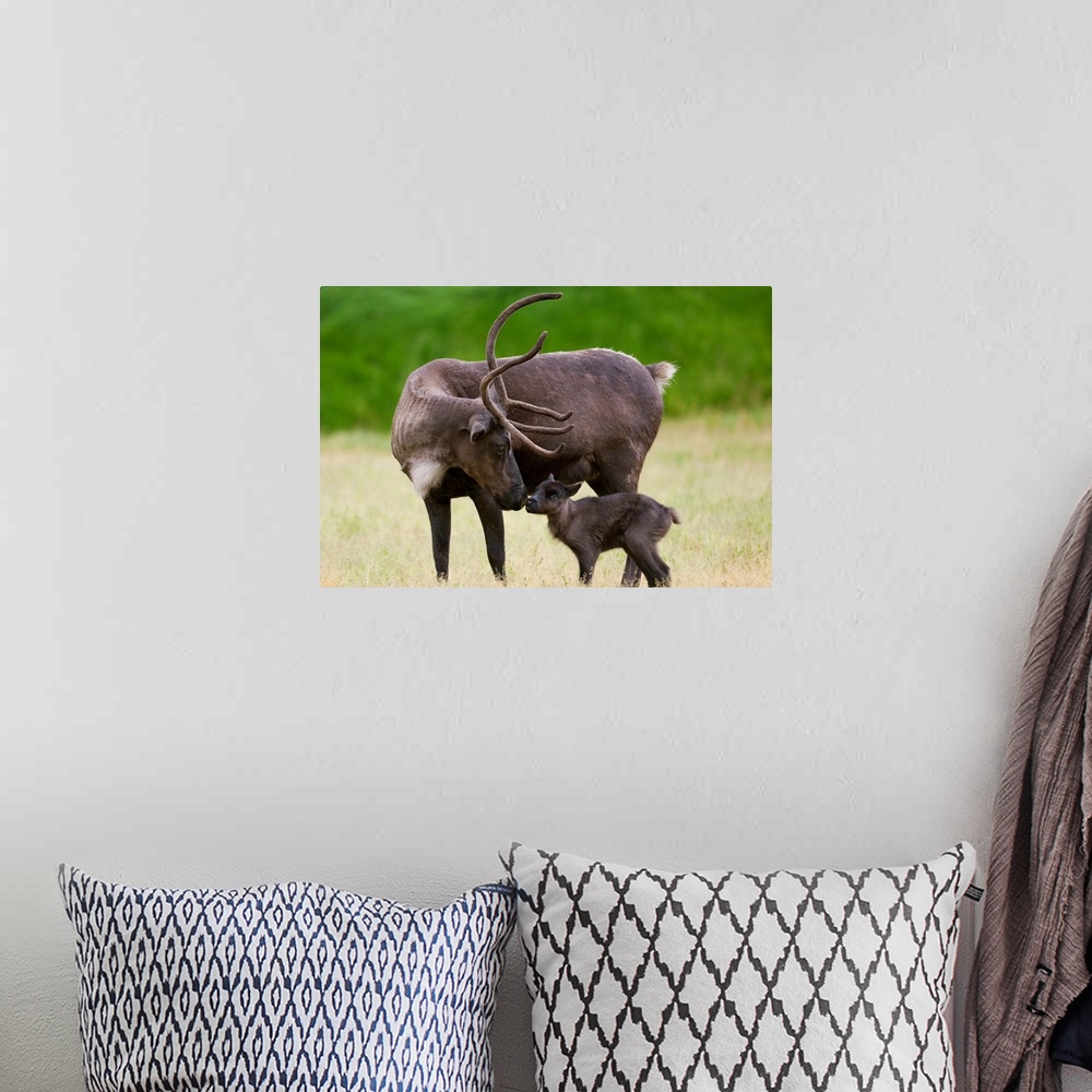 A bohemian room featuring A Reindeer Calf Is Nuzzled By Its Mother In A Grassy Field, Southcentral Alaska