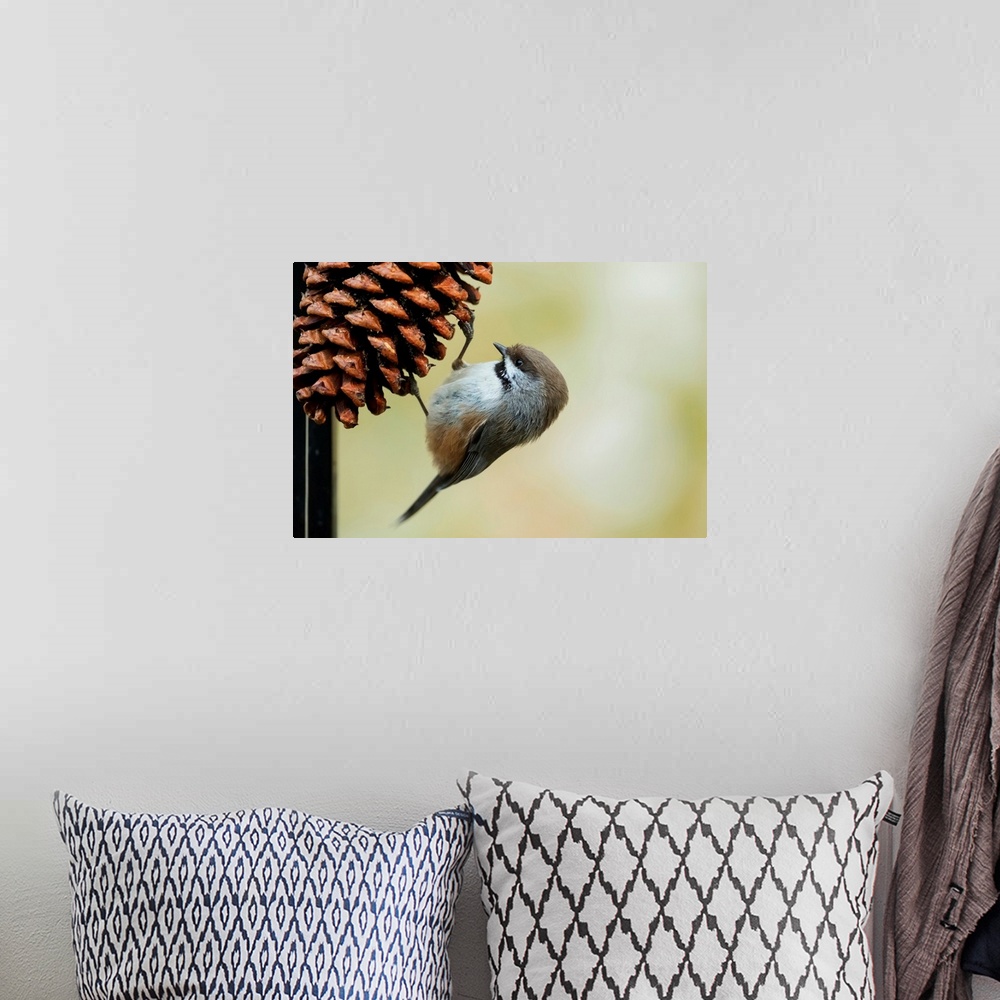 A bohemian room featuring A small bird clings to a pine cone, Alaska, United States of America.