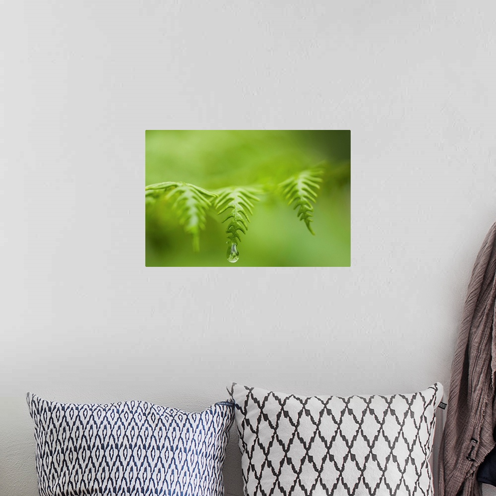 A bohemian room featuring A waterdrop hangs on the edge of a fern frond. Manzanita, Oregon, United States of America.