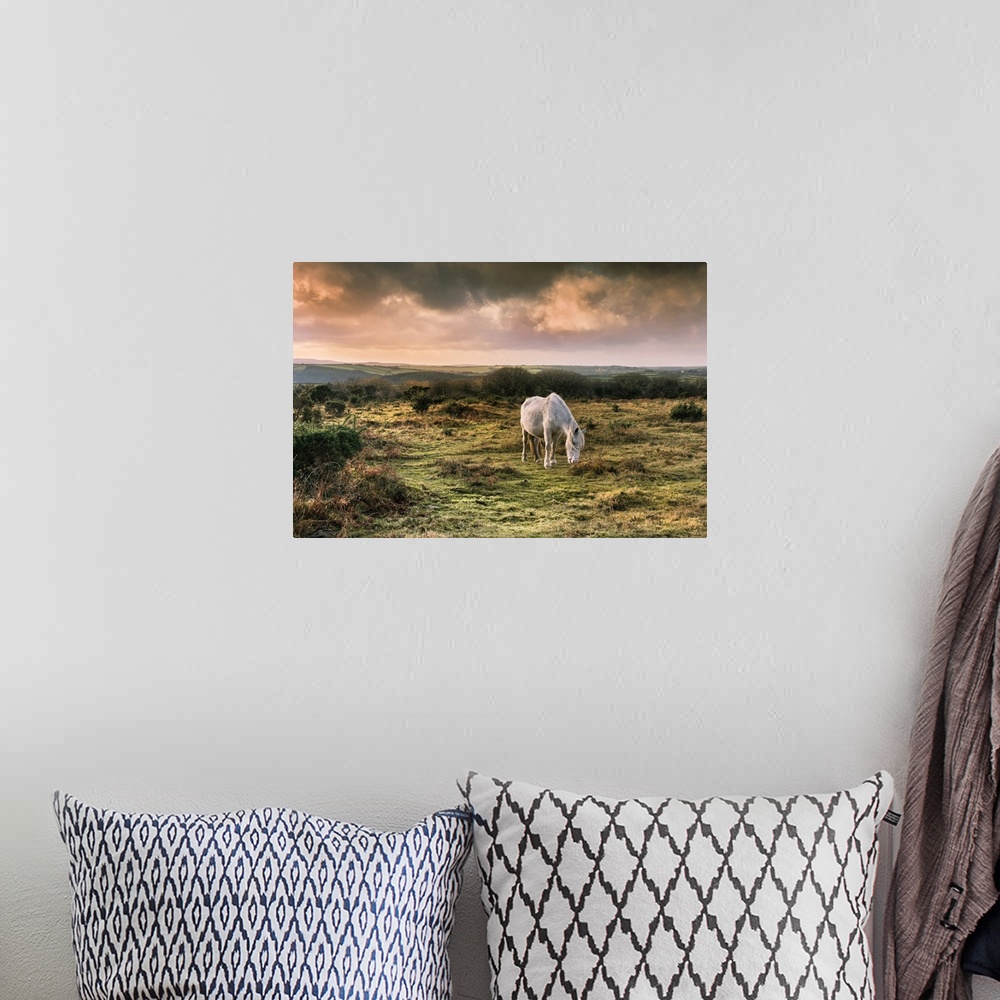 A bohemian room featuring A wild Bodmin Pony grazing on Goonzion Downs on Bodmin Moor in Cornwall.