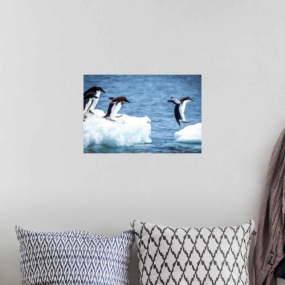 A bohemian room featuring Adelie penguins (Pygoscelis adeliae) diving between two ice floes; Antarctica