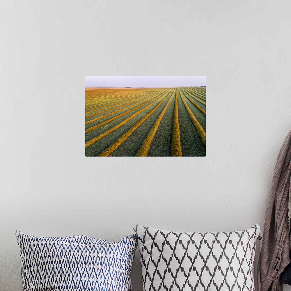 A bohemian room featuring Aerial views of canola harvest lines glowing at sunset; Blackie, Alberta, Canada