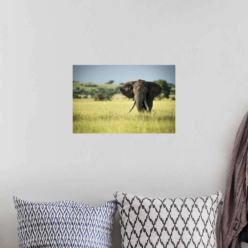 A bohemian room featuring African bush elephant (Loxodonta africana) stands in long grass, Grumeti Serengeti Tented Camp, S...