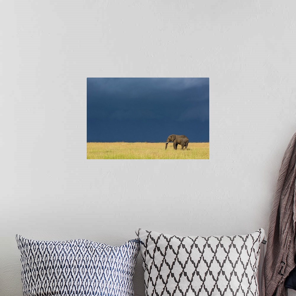 A bohemian room featuring African bush elephant (Loxodonta africana) stands in grass beneath dark clouds, Serengeti Nationa...