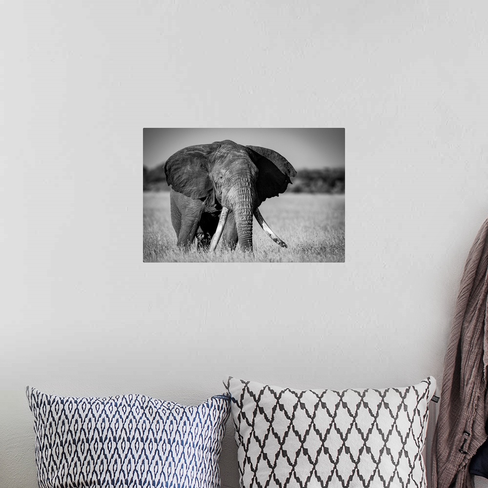 A bohemian room featuring Monochrome of African bush elephant (loxodonta africana) standing in grass, Grumeti Serengeti ten...
