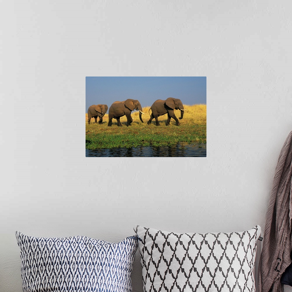 A bohemian room featuring African Elephants, Lake Kariba, Matusadona National Park, Zimbabwe