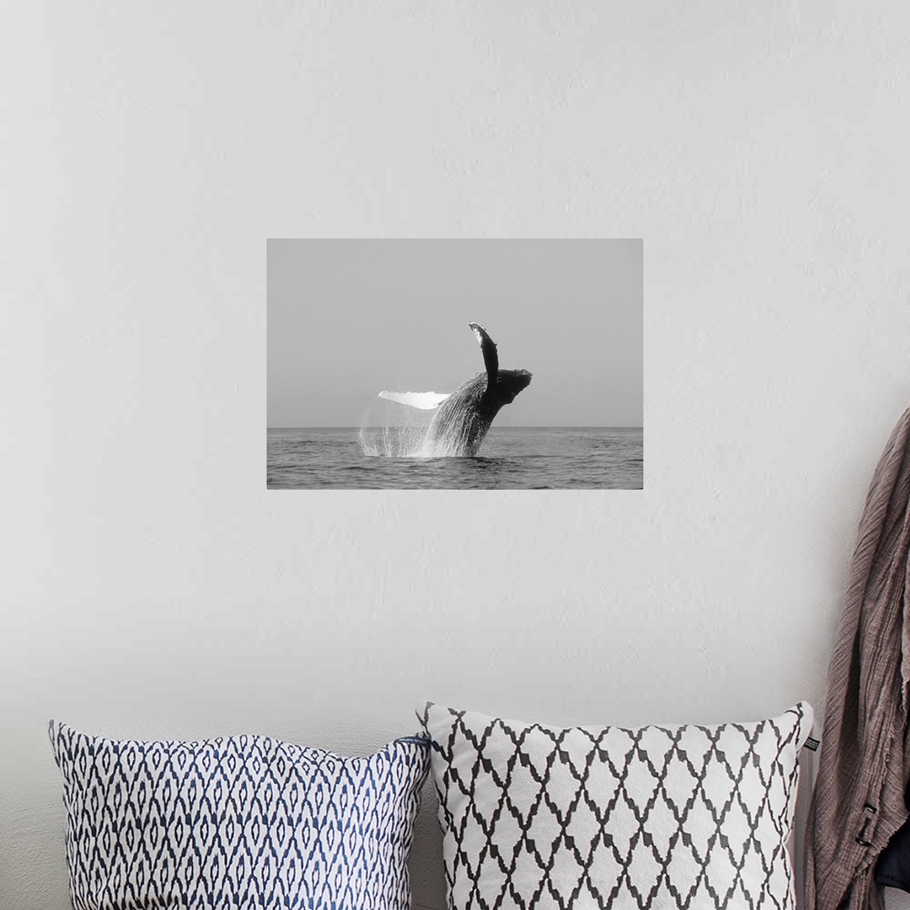 A bohemian room featuring Alaska, Inside Passage, Humpback Whale Breaching, Black And White