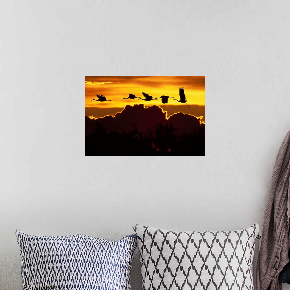 A bohemian room featuring Alaska, Sandhill Crane Flying Above Clouds In