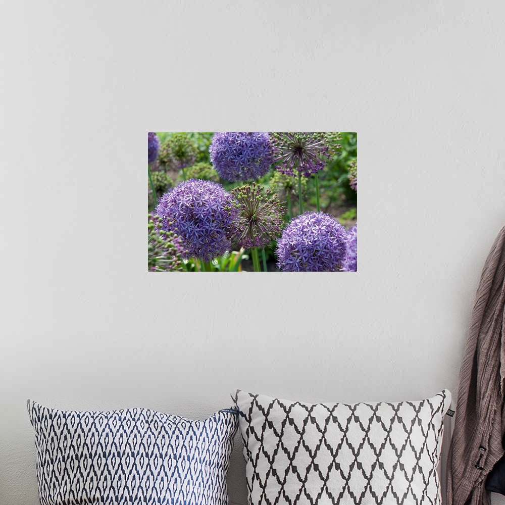 A bohemian room featuring Allium plants with purple flowers and green buds.