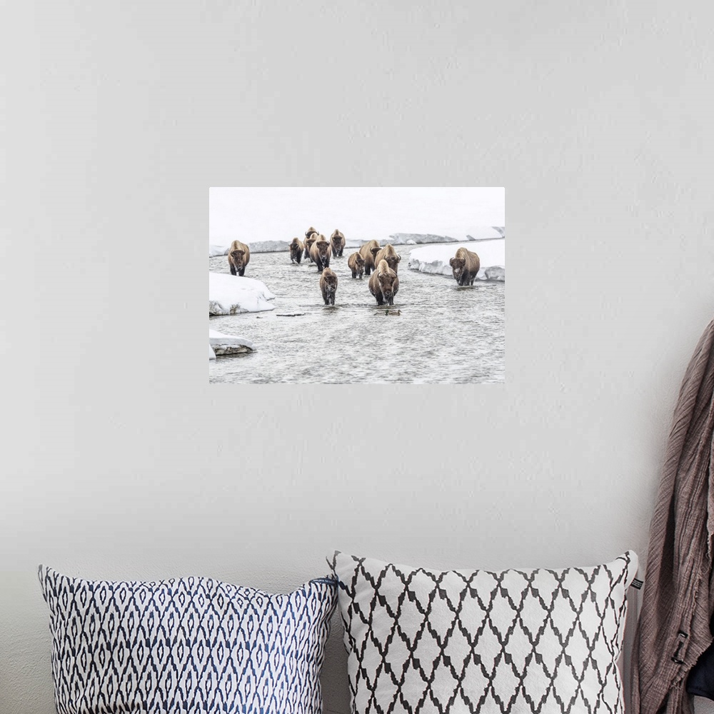 A bohemian room featuring American bison (Bison bison) walking in the water at Alum Creek in winter with a pair of mallard ...