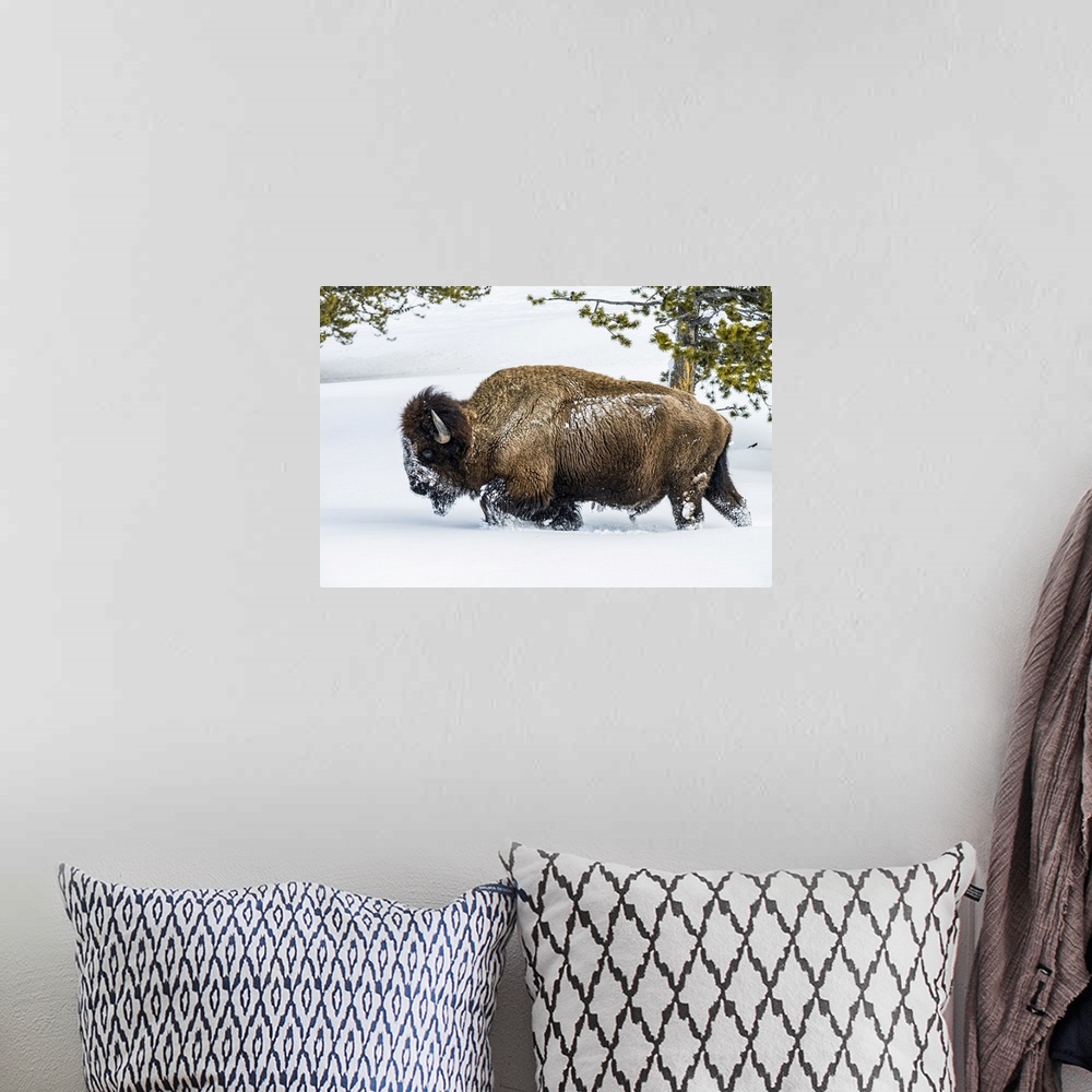 A bohemian room featuring American Bison bull (Bison bison) plowing through deep snow in the Firehole River Valley, Yellows...