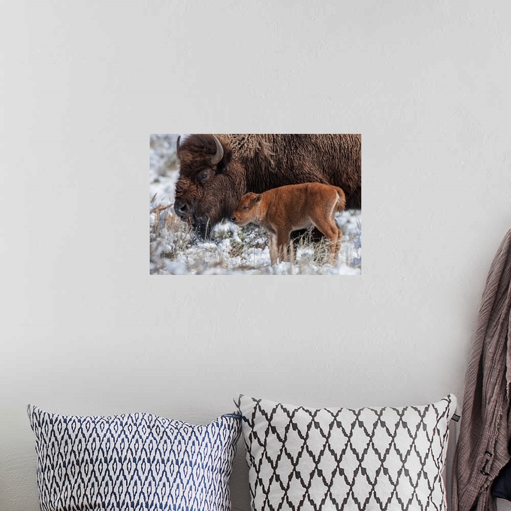 A bohemian room featuring An American bison (Bison bison) calf stands next to an adult in Yellowstone National Park, Wyomin...