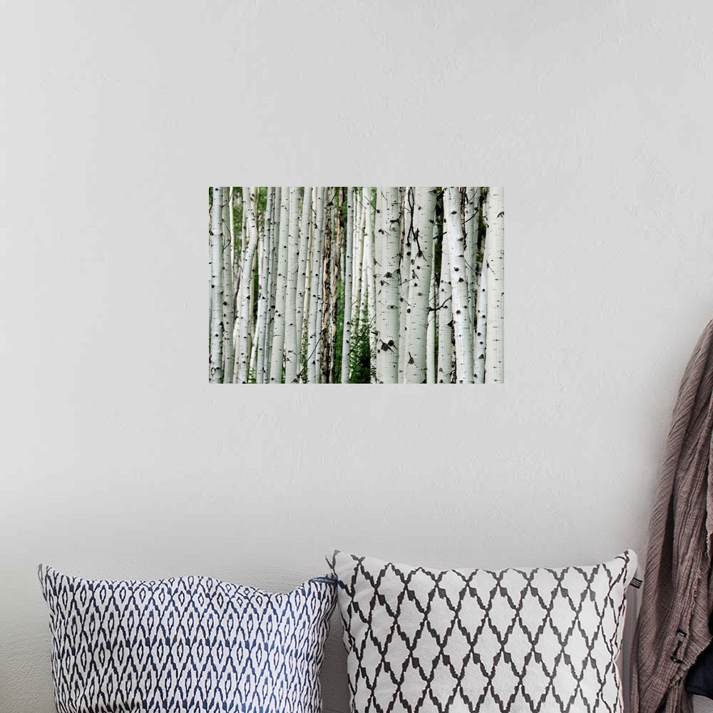 A bohemian room featuring An aspen grove in the Colorado mountains.