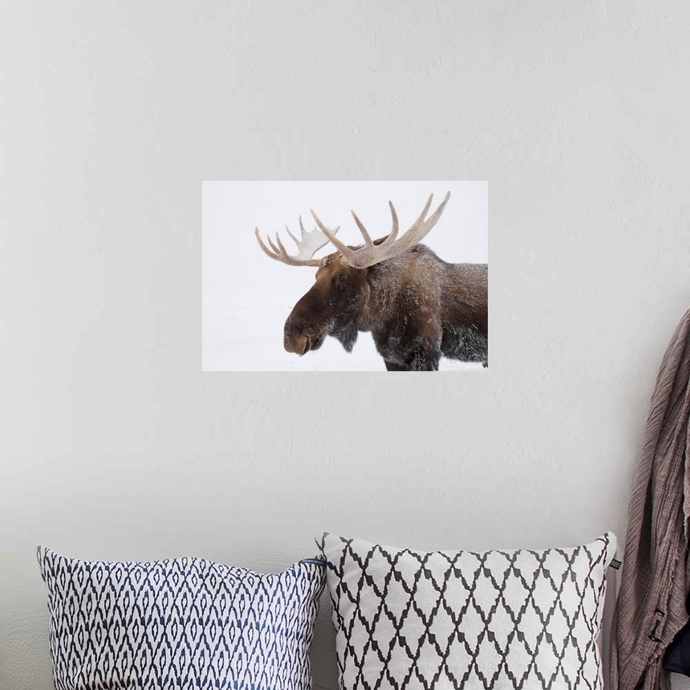 A bohemian room featuring An Elk With Snow On Its Fur