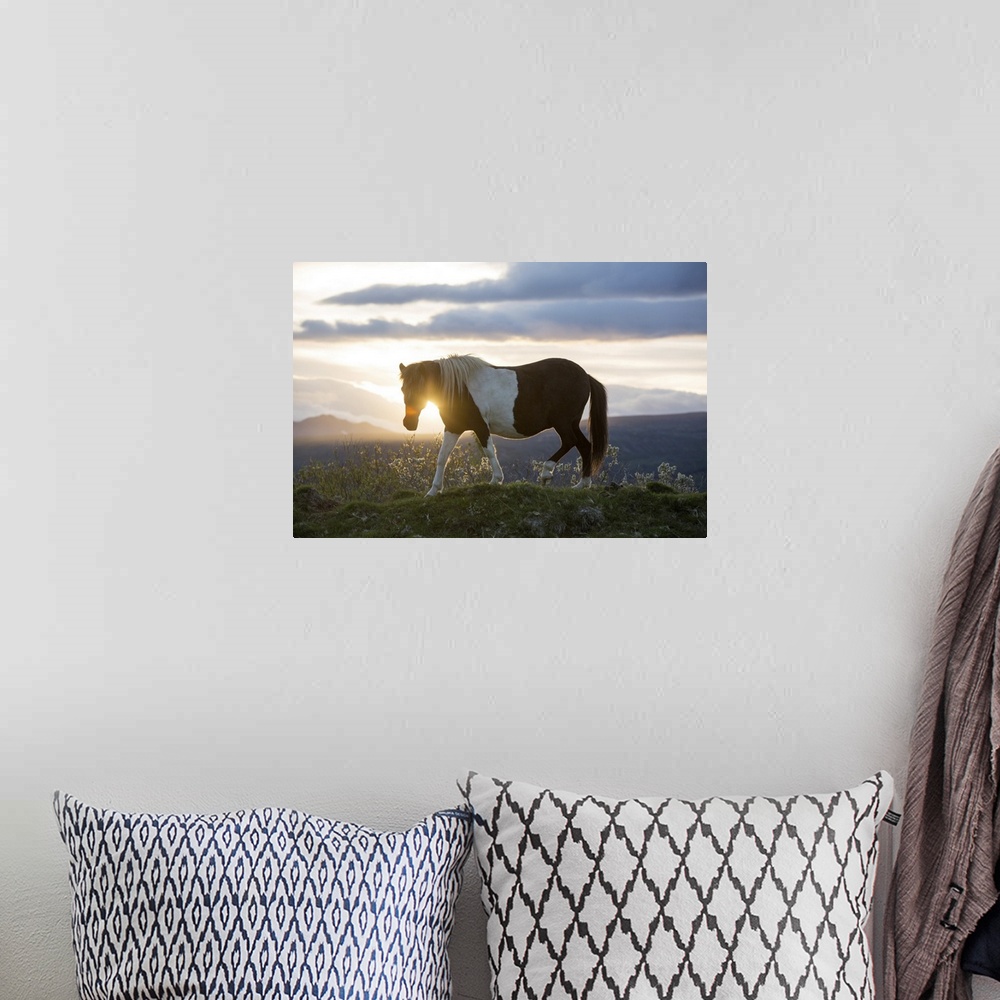 A bohemian room featuring An Icelandic horse stands in a field as the sun sets. Gljasteinn, Iceland
