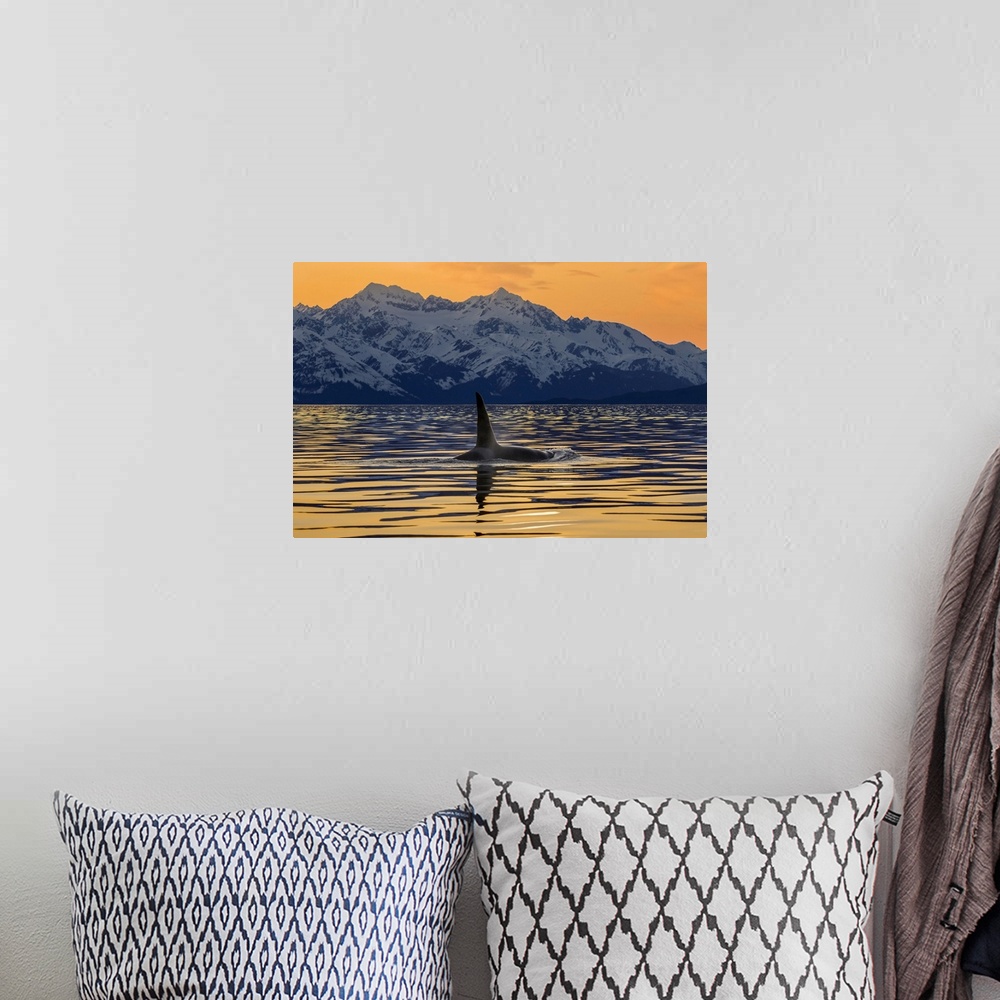 A bohemian room featuring An Orca In Lynn Canal With The Rugged Chilkat Mountains, Alaska