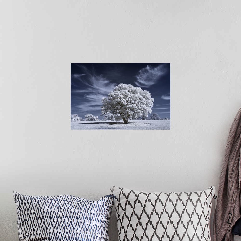 A bohemian room featuring Ancient oak tree in infrared with white foliage against a deep blue sky.