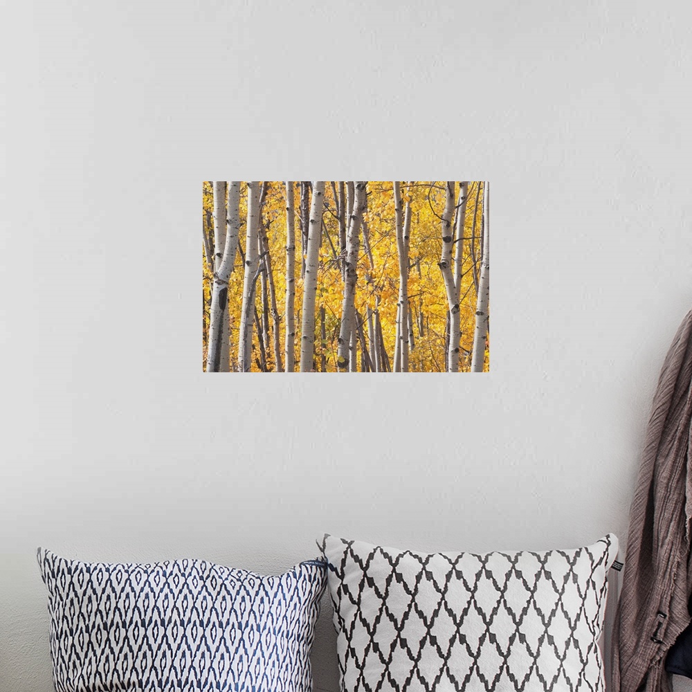A bohemian room featuring Aspen Trees In Autumn, Kananaskis Country, Alberta, Canada