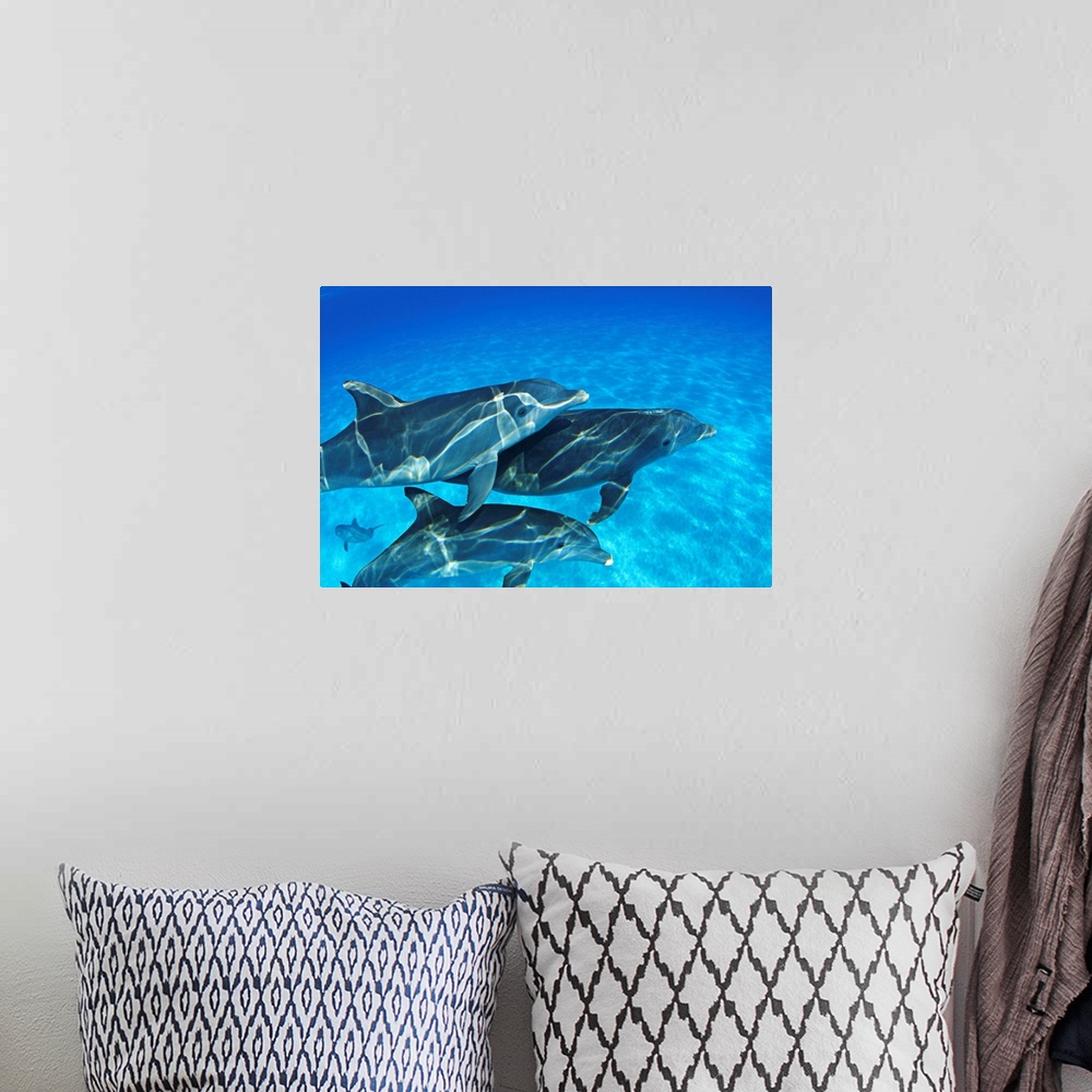 A bohemian room featuring Bahamas, Atlantic Bottlenose Dolphin (Tursiops Truncatus) Swimming Together