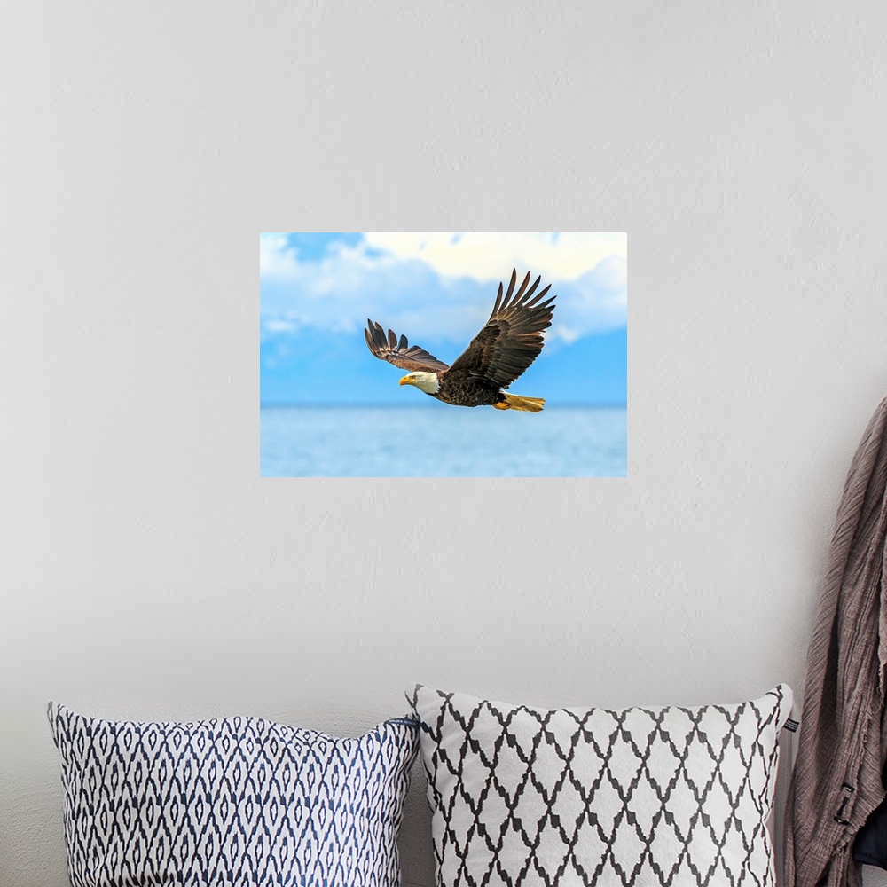 A bohemian room featuring Bald Eagle, Haliaeetus leucocephalus, in flight along the shoreline in Cook Inlet, Alaska.