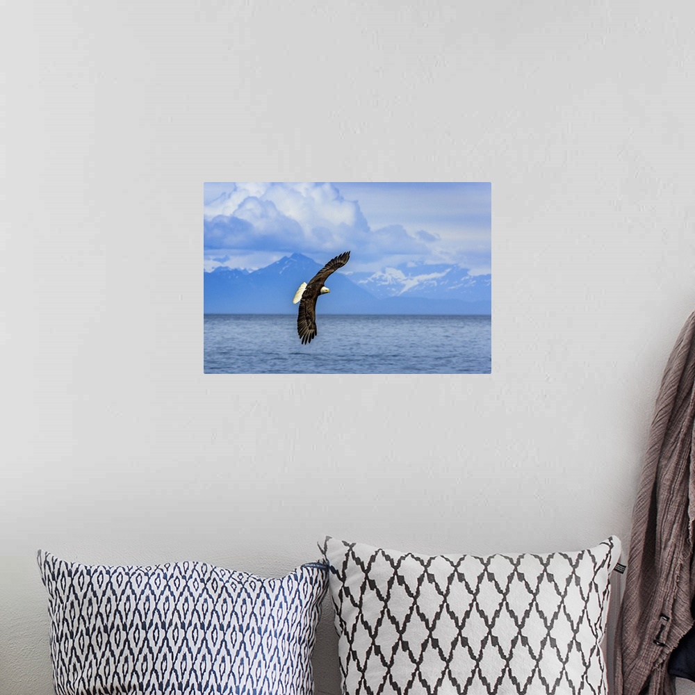 A bohemian room featuring Bald Eagle, Haliaeetus leucocephalus, in flight along the shoreline in Cook Inlet, Alaska.