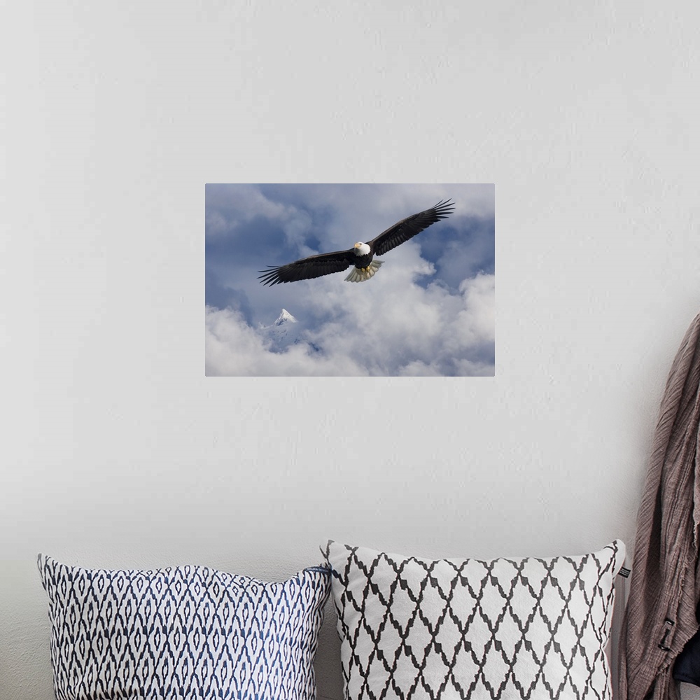 A bohemian room featuring Bald Eagle In Flight Tongass National Forest Inside Passage Southeast Alaska Summer Composite