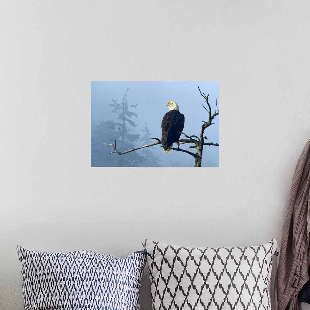 A bohemian room featuring Bald Eagle perched in the top of an old Spruce tree, Tongass National Forest, Alaska,