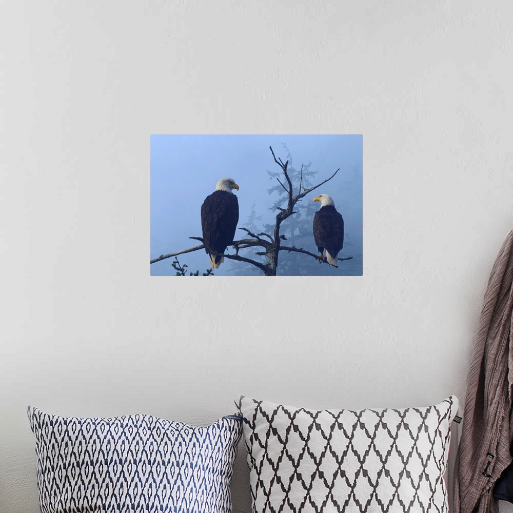A bohemian room featuring Bald Eagles perched in the top of an old Spruce tree on a misty morning
