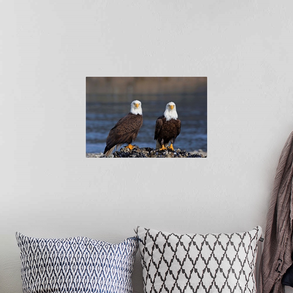 A bohemian room featuring Bald Eagles Perched On Barnacle Covered Rock Inside Passage, Alaska