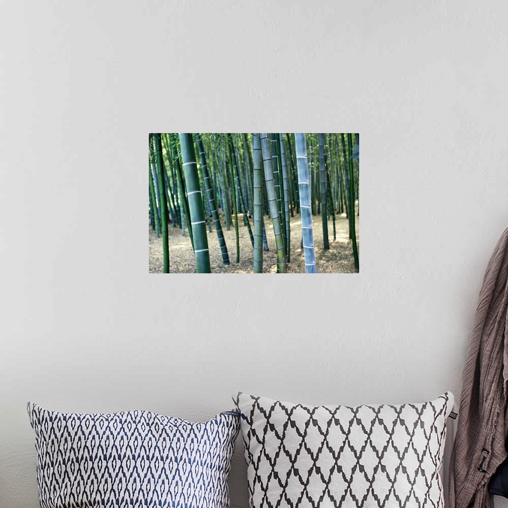 A bohemian room featuring Bamboo Tree Forest, Close Up