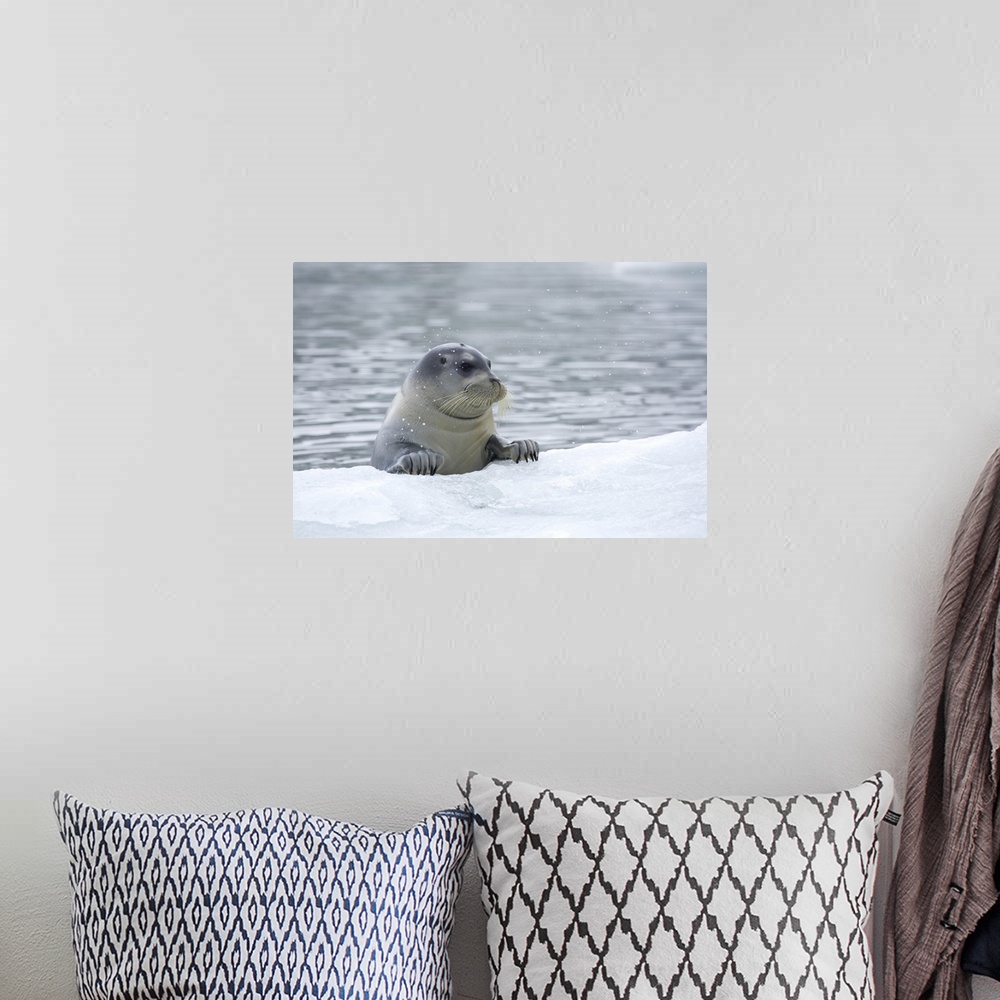A bohemian room featuring Bearded Seal (Erignathus barbatus), Hornsund, Svalbard, Norway