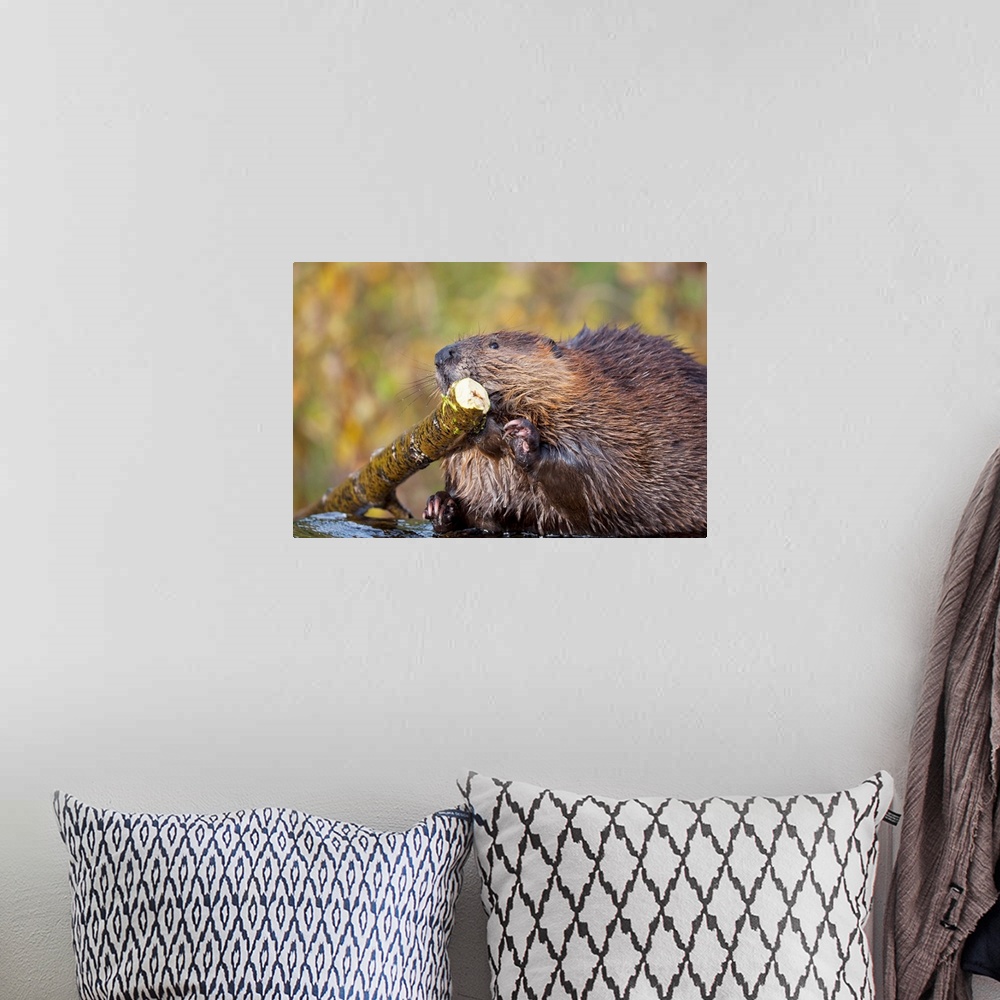 A bohemian room featuring Beaver Chewing On Log In A Pond, Denali National Park, Alaska