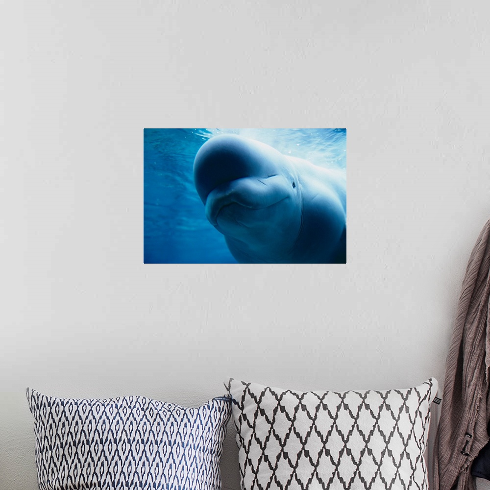 A bohemian room featuring Beluga Whale Swimming Near The Surface