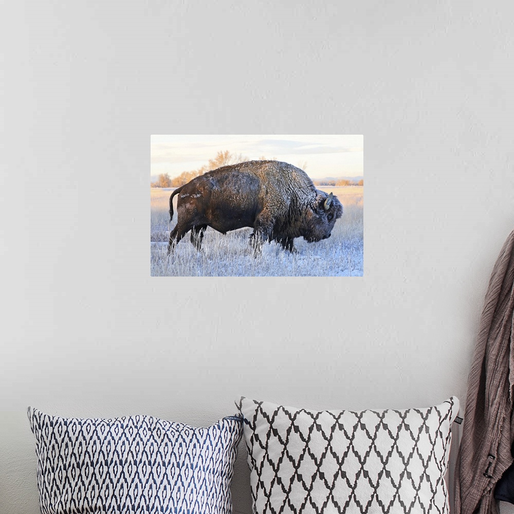 A bohemian room featuring Bison (Bison bison) standing in a frozen field in autumn with frost on it's hair, Grand Teton Nat...