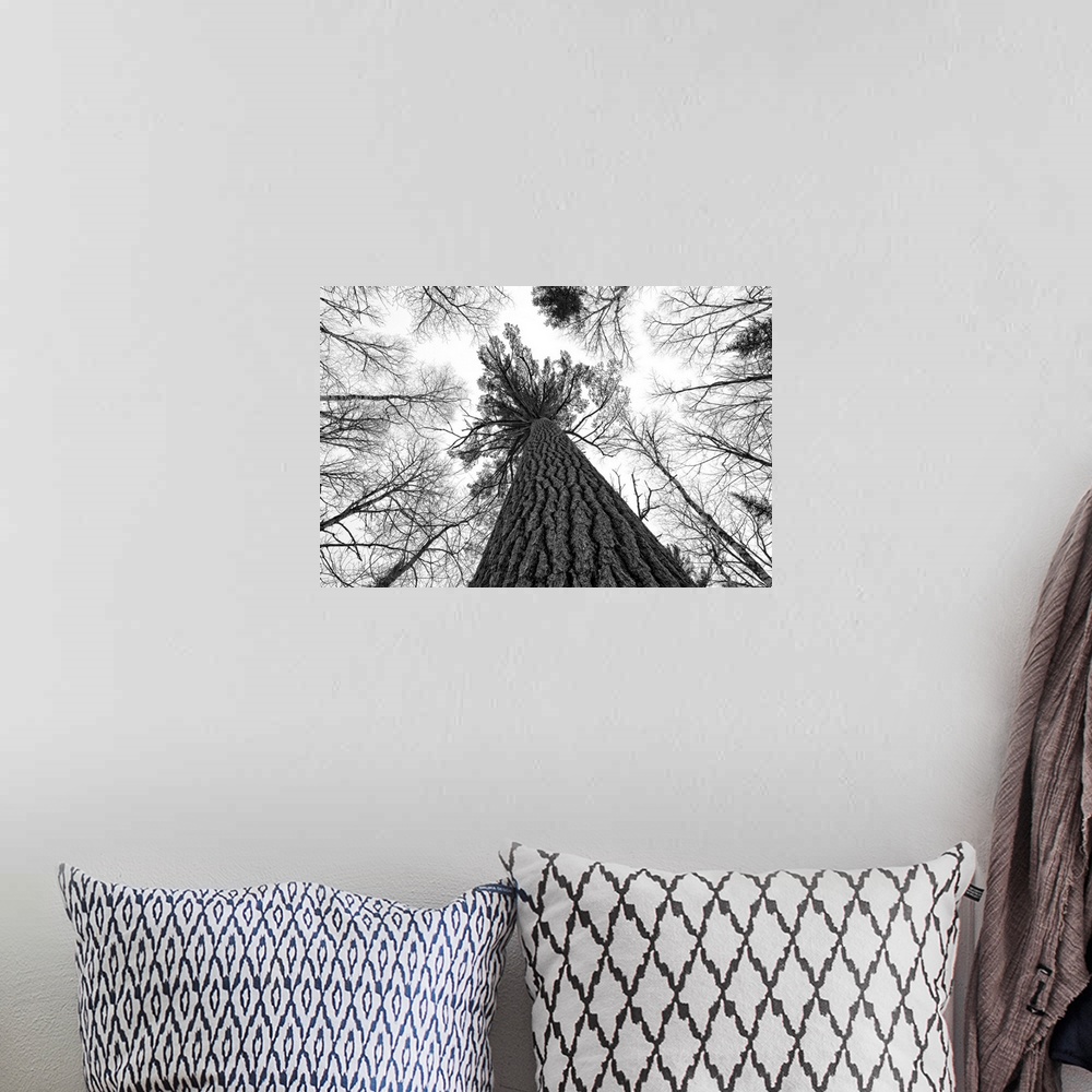 A bohemian room featuring Black And White Image Of A Large White Pine, Ontario, Canada