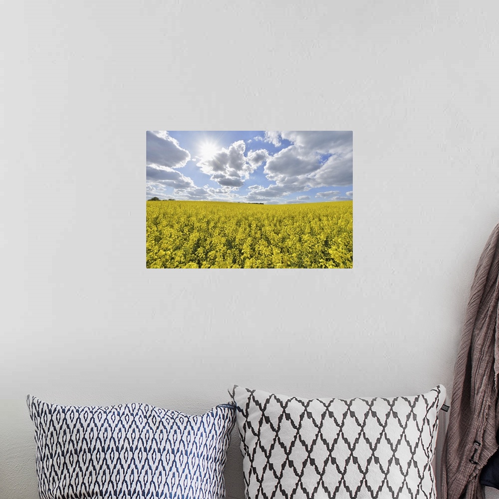 A bohemian room featuring Blooming Canola Field with Sun in Spring, Schmachtenberg, Spessart, Franconia, Bavaria, Germany
