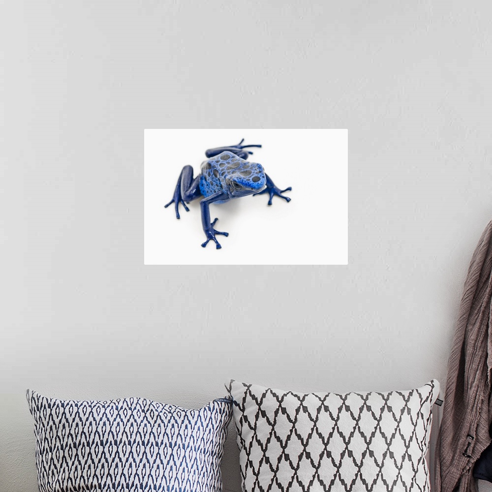 A bohemian room featuring Blue Poison Dart Frog; Alberta, Canada