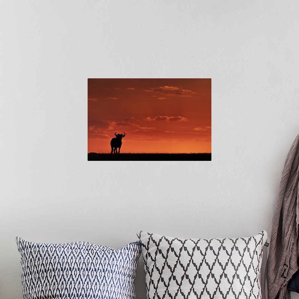 A bohemian room featuring A blue wildebeest (Connochaetes taurinus) on the horizon is silhouetted against an orange sky at ...