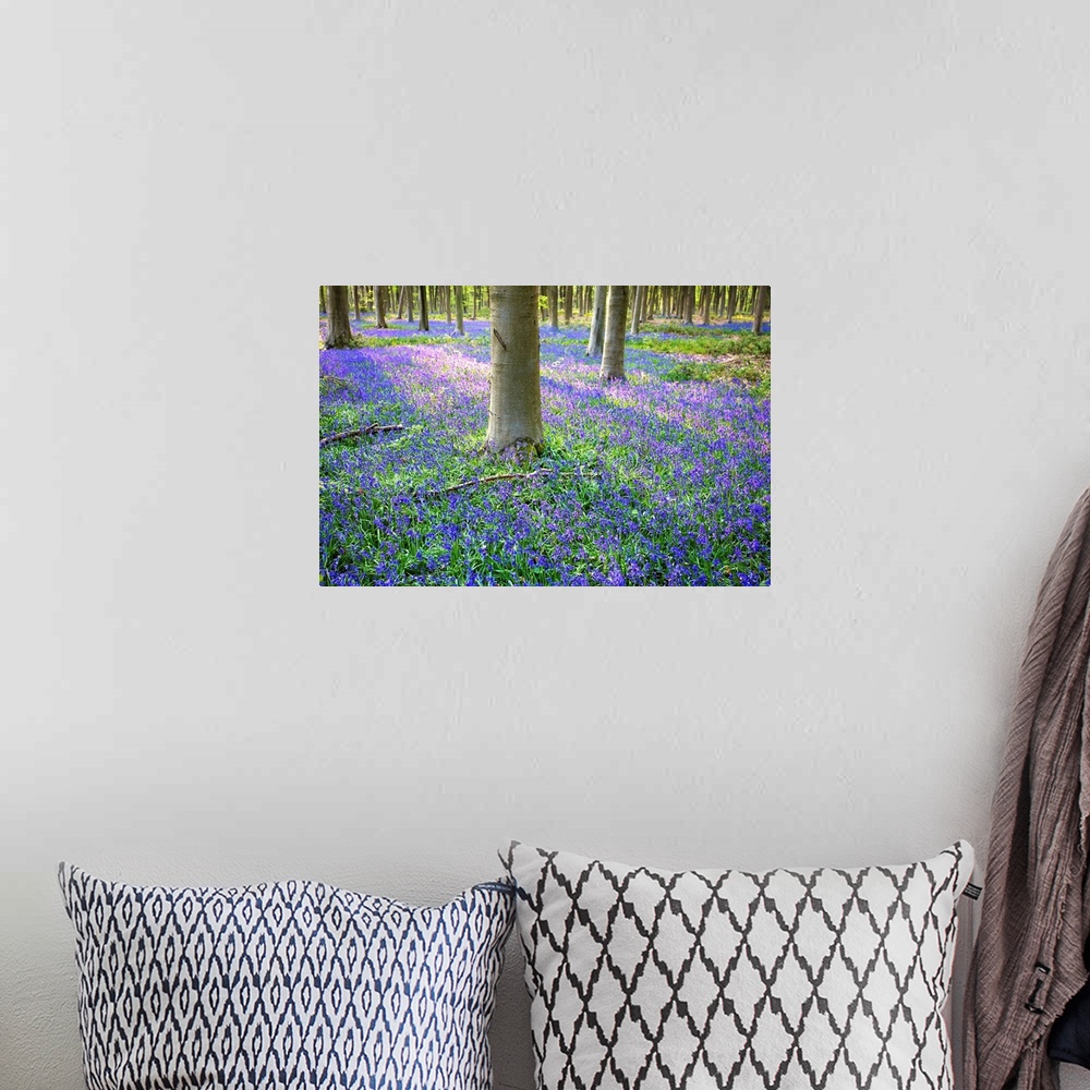 A bohemian room featuring Bluebells in the woods, Hampshire, England