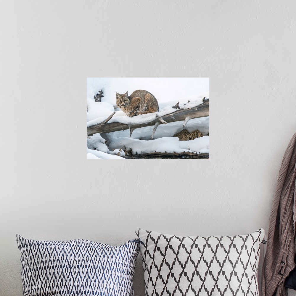 A bohemian room featuring Bobcat (Lynx rufus) resting in the snow on a fallen Lodgepole Pine tree (Pinus contorta), Yellows...