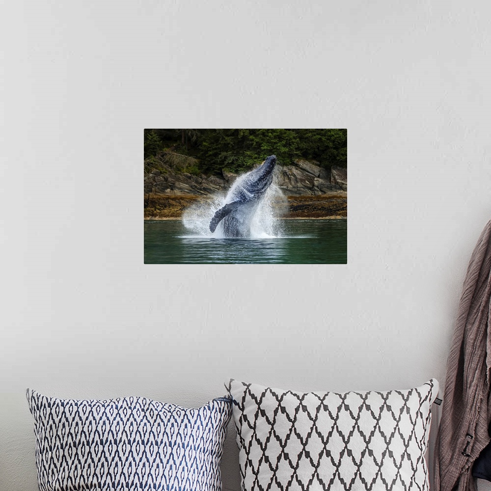 A bohemian room featuring Breaching Humpback Whale (Megaptera novaeangliae) in Chatham Strait, Tongass National Forest, Sou...