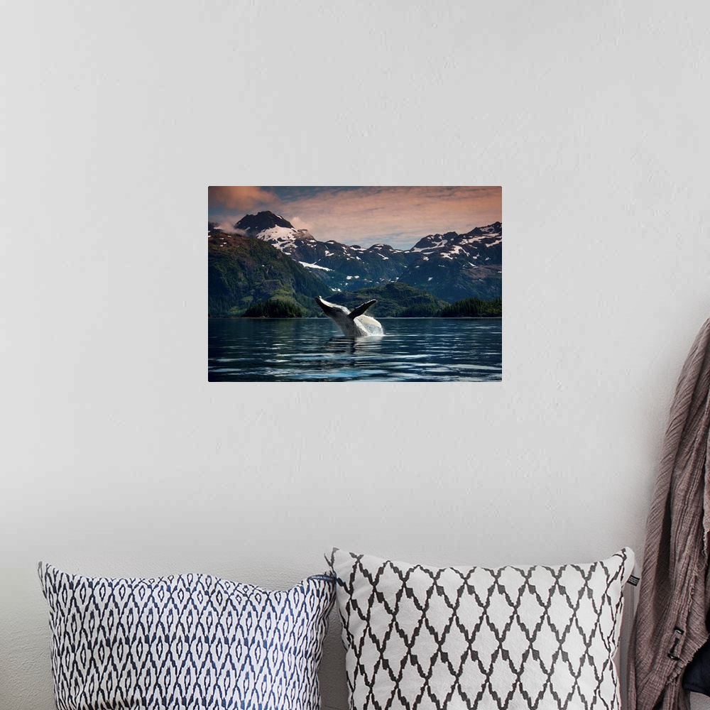 A bohemian room featuring Breaching Humpback whale in Prince William Sound, Southcentral Alaska, Summer