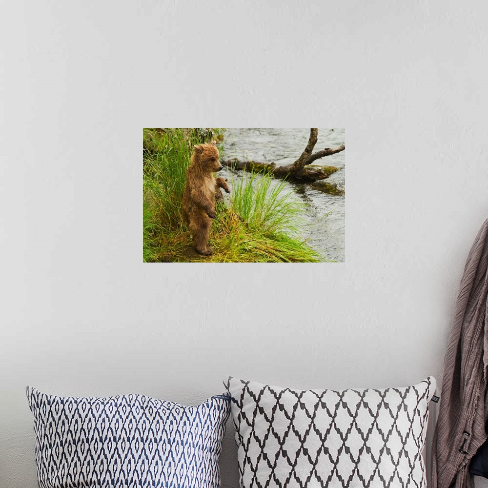 A bohemian room featuring Brown bear (Ursus arctos) cub standing in grass at edge of Brooks River in rain, while mother is ...